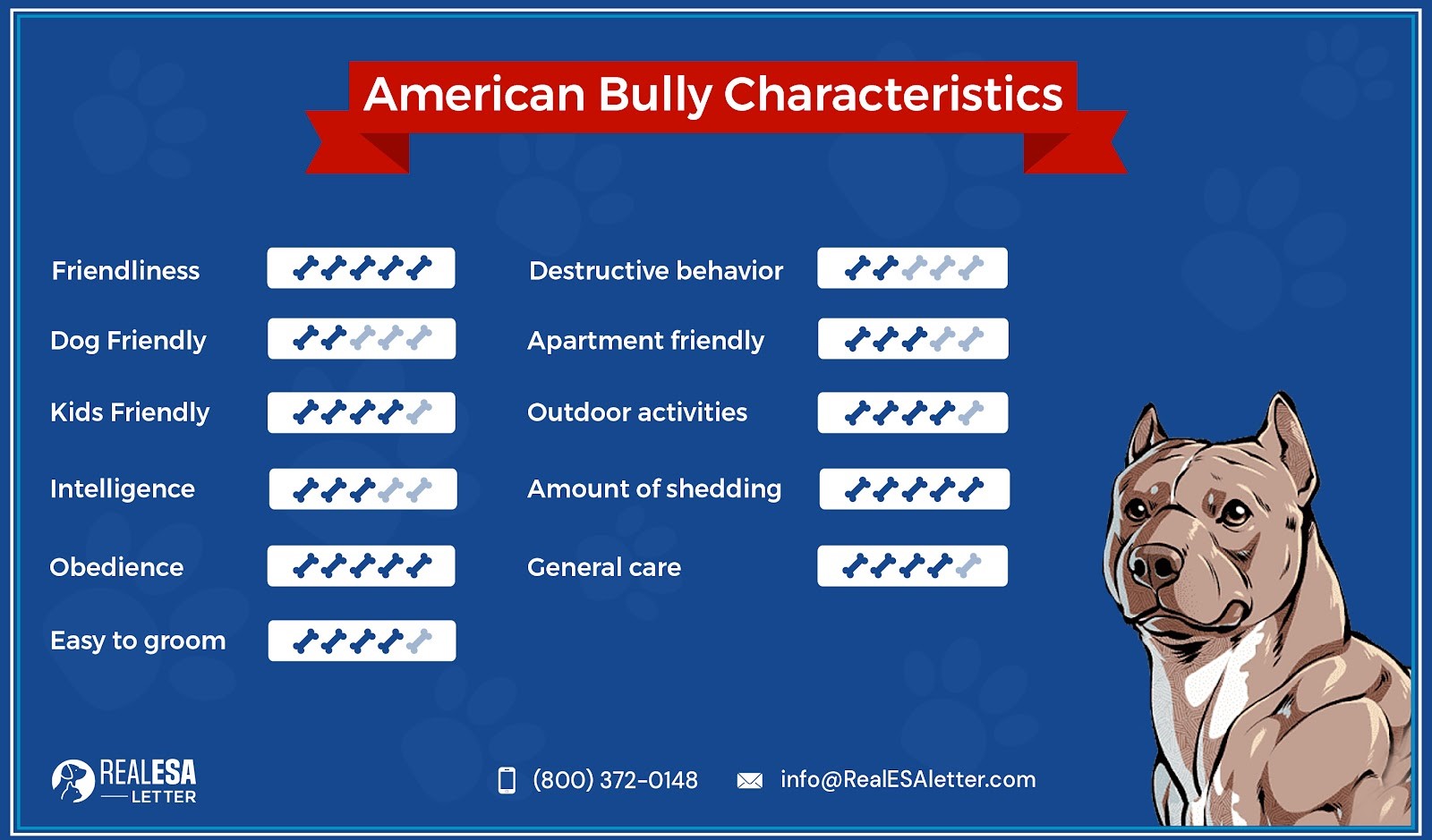 American bully characteristics