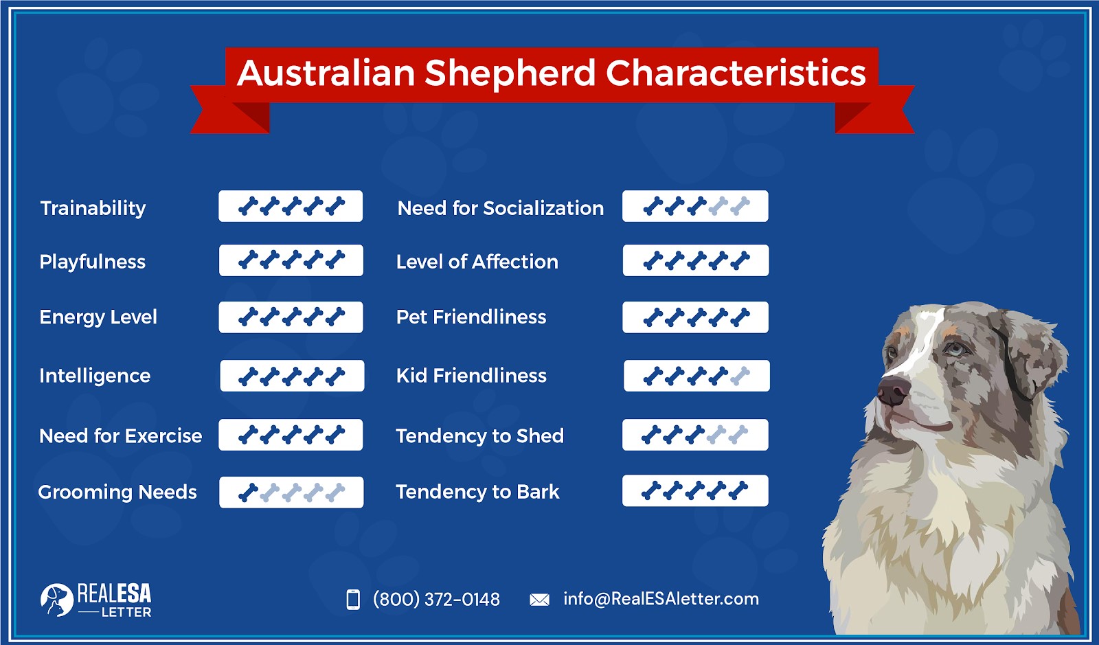 Australian Shepherd Breed Overview