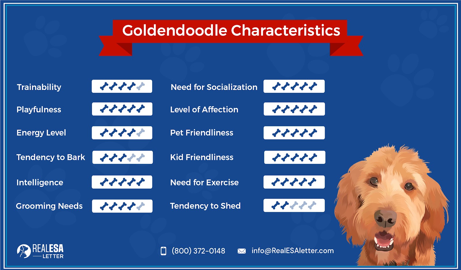 Goldendoodle Breed Overview