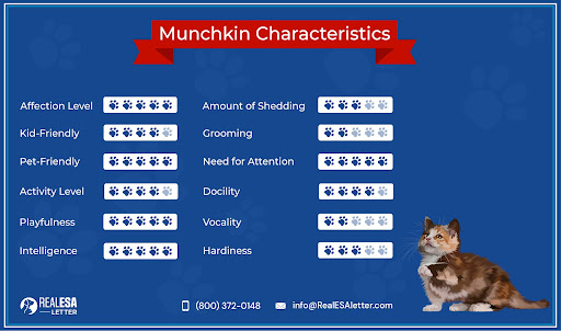 Munchkin Cat Characteristics