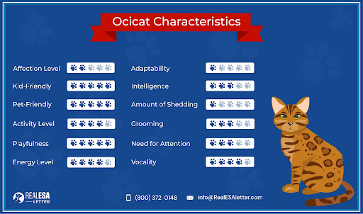 Ocicat Characteristics