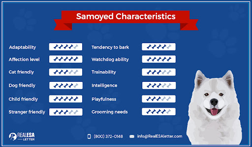 Samoyed Charecterstics