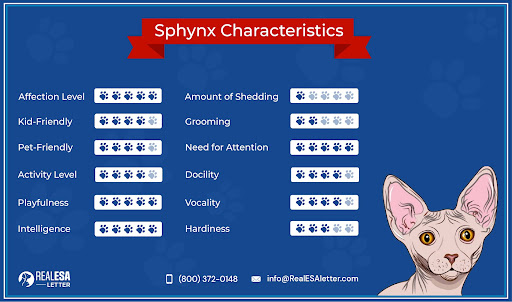 Sphynx Cat Characteristics