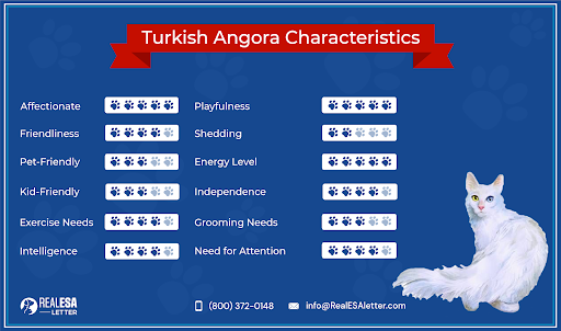 Turkish Angora Cat Breed Overview