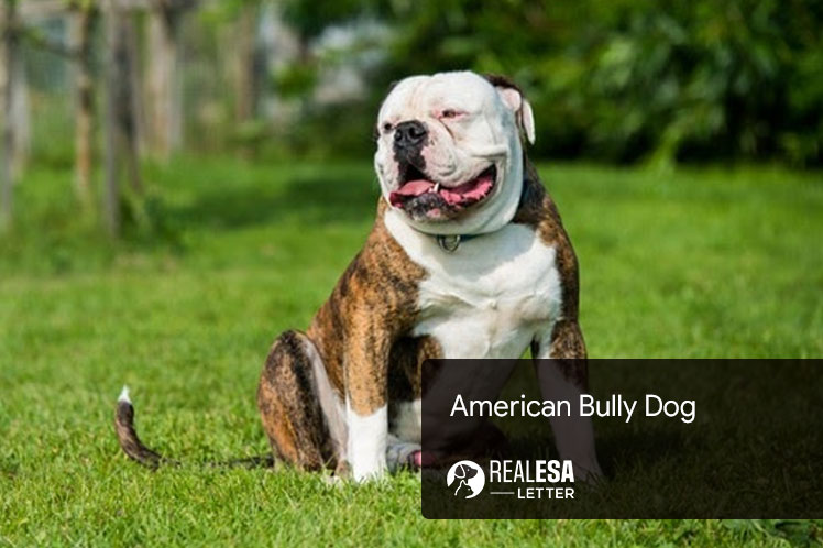 American Bully Dog