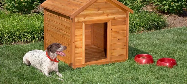 beginner dog house