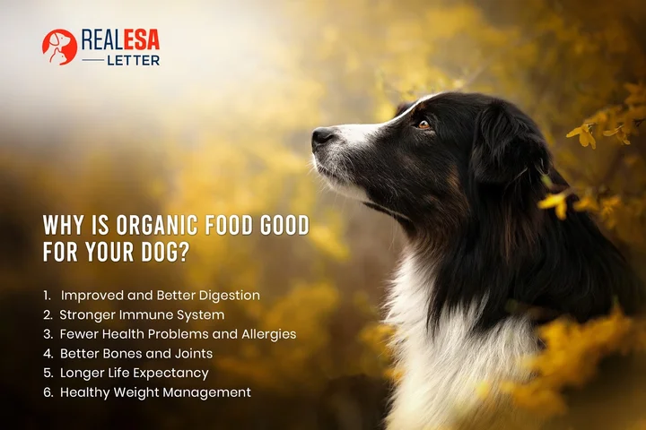 benefits of organic dog food