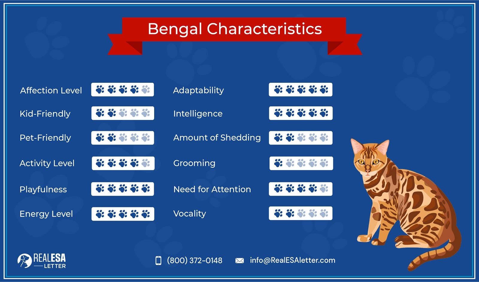 Bengal Cat Characteristics