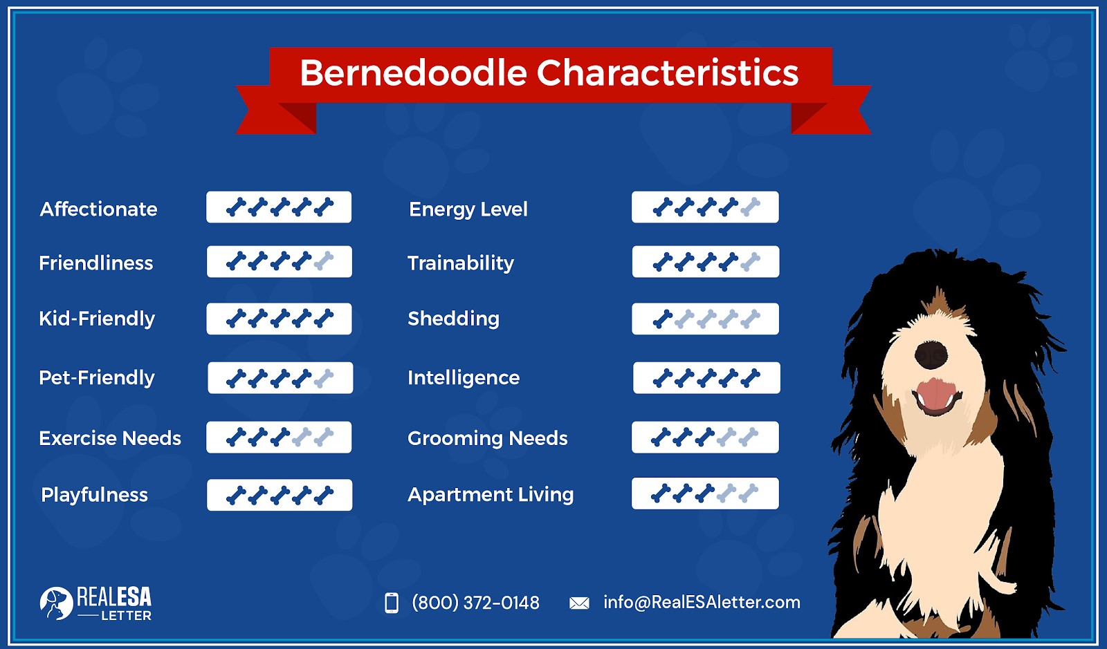 Bernedoodle Breed Overview