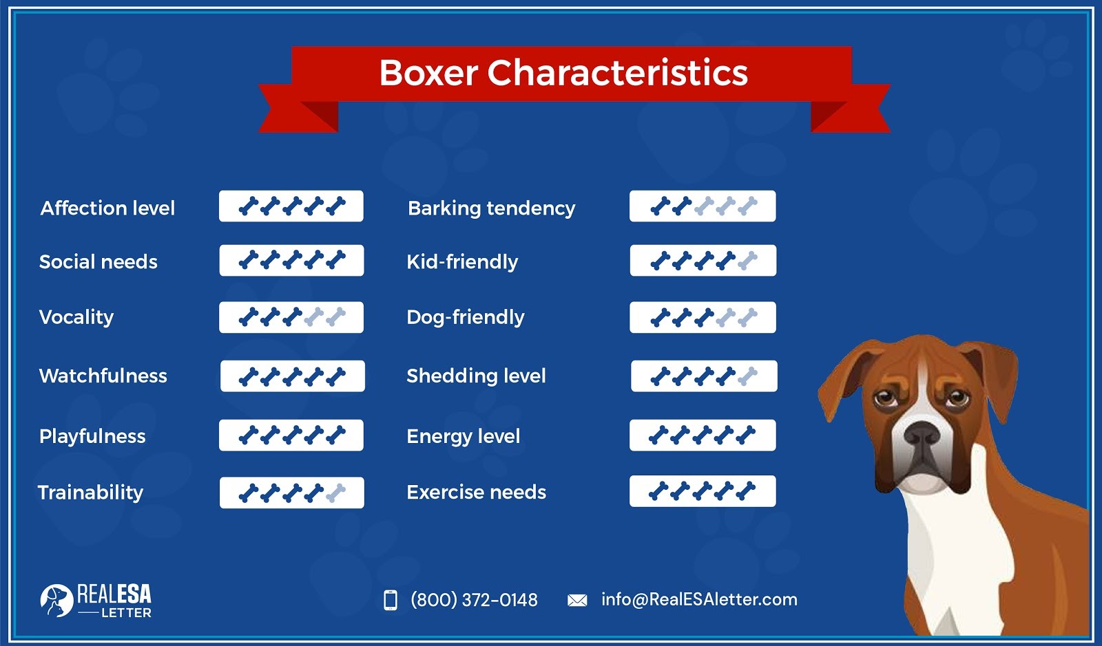 Boxer dog characteristics