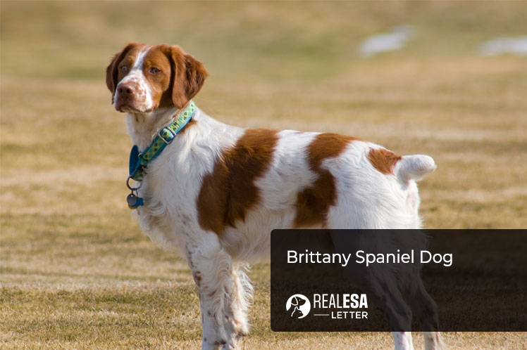 Brittany Spaniel Dog