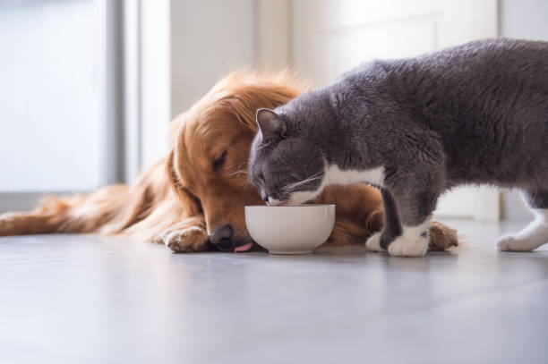Can cats eat dog food