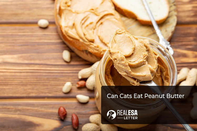 Can Cats Eat Peanut Butter