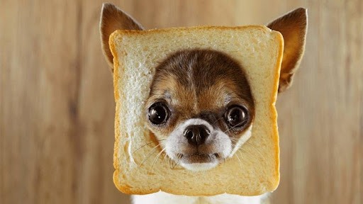 Can Dogs Eat Bread
