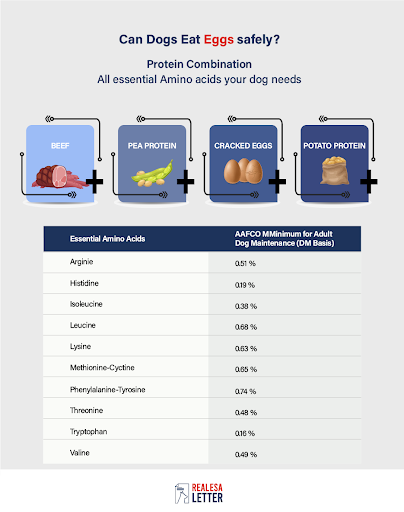 Can Dogs Eat Eggs Safely - Protein Combination