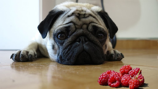 Can Dogs Eat Rasberries