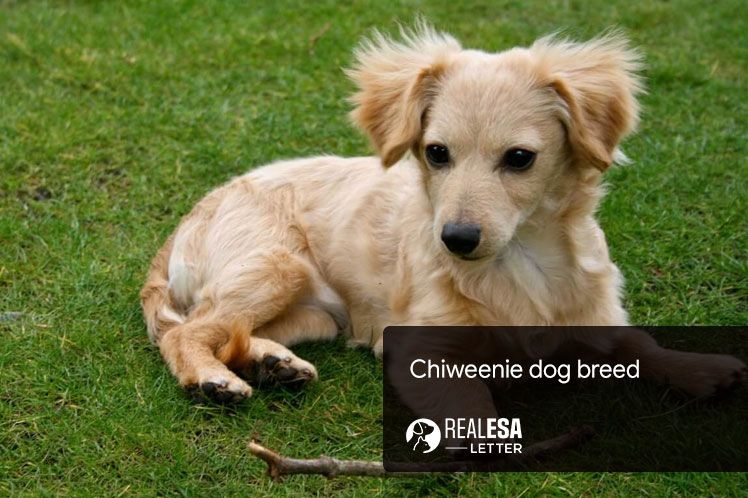 Chiweenie dog breed