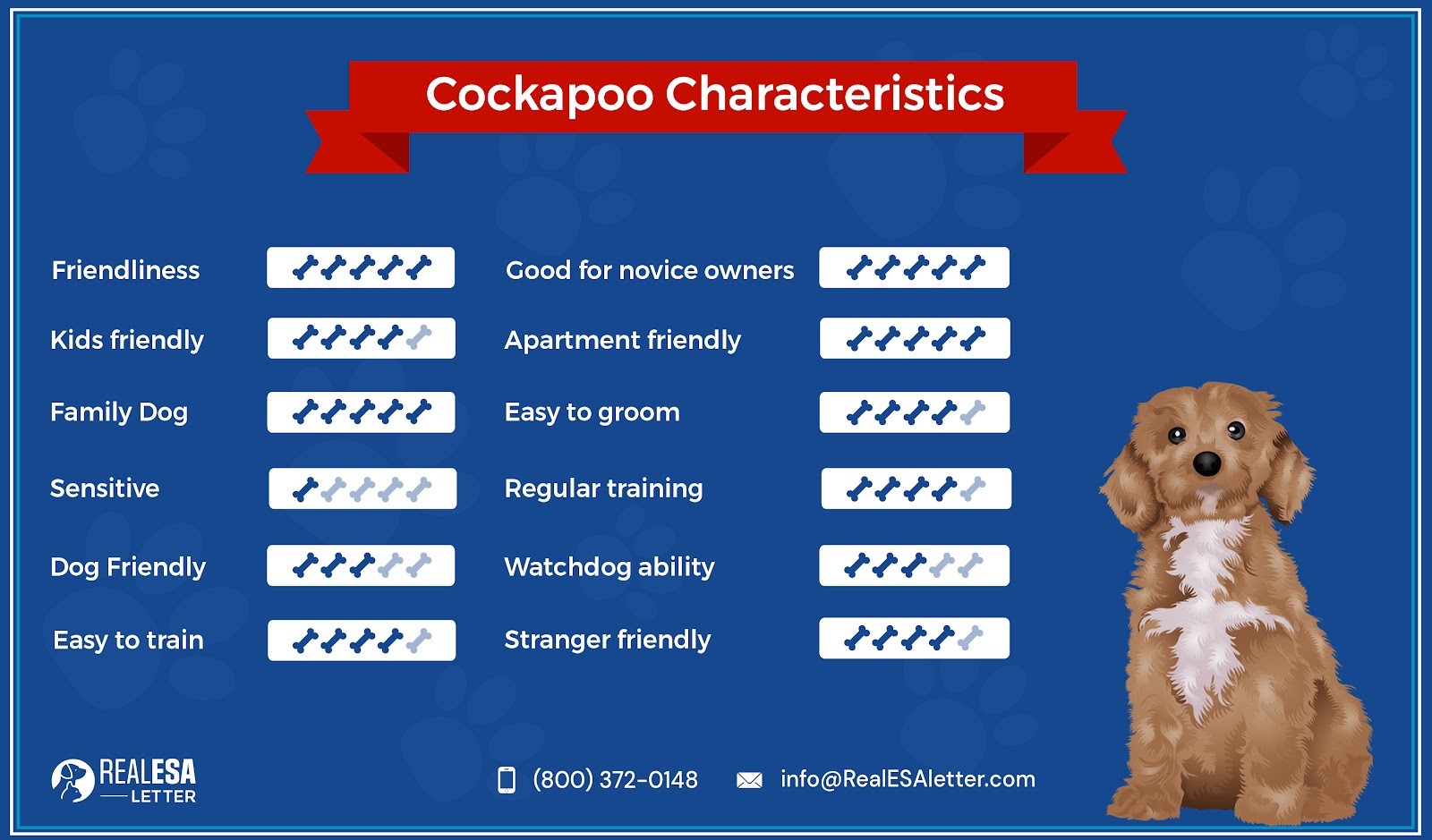 cockapoo characteristics