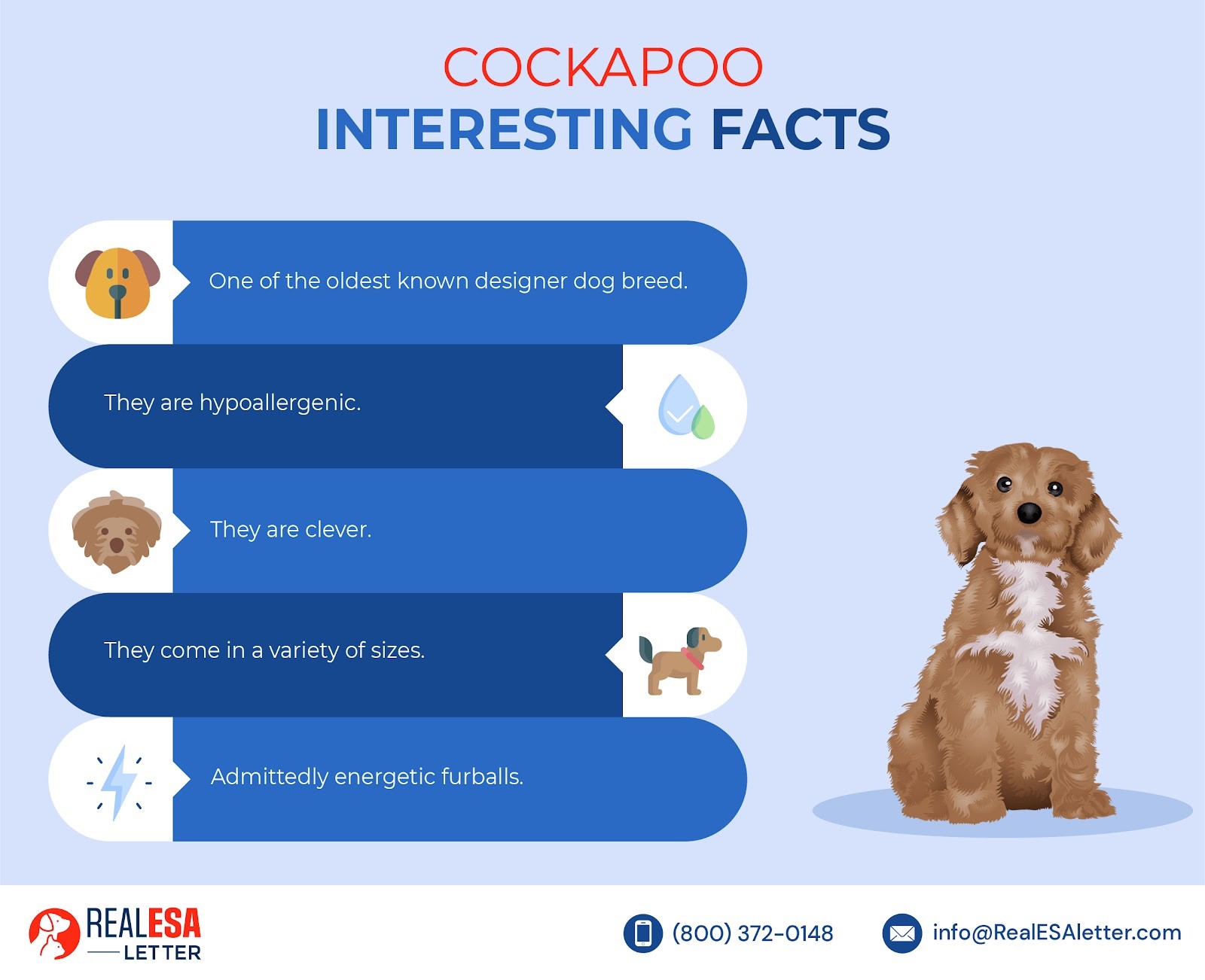cockapoo interesting facts
