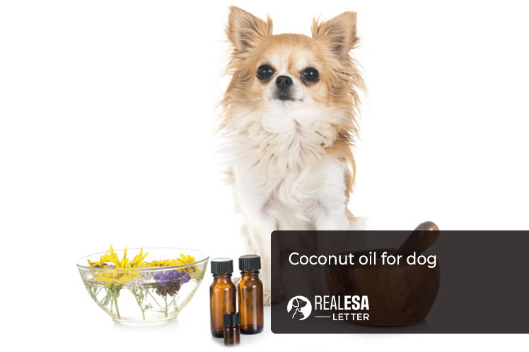 coconut oil for dog