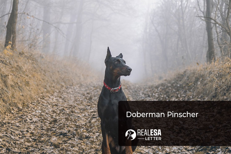 Doberman Pinscher