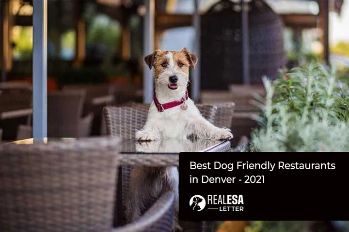 Best Dog Friendly Restaurants in Denver - 2021