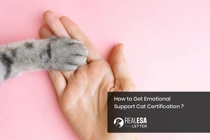 How to Get Emotional Support Cat Certification