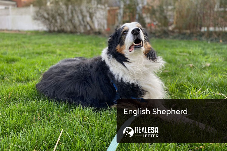 English Shepherd