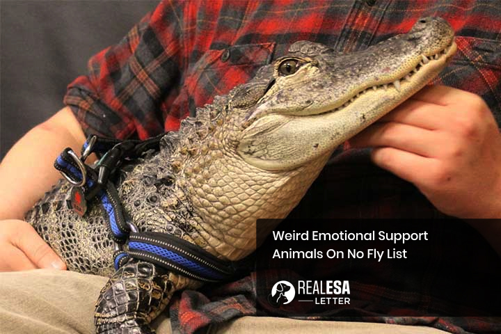 Weird Emotional Support Animals On No Fly List