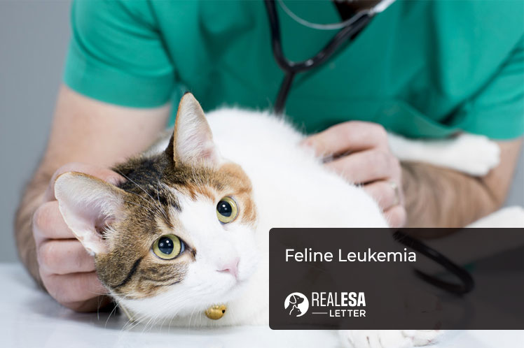 Feline Leukemia