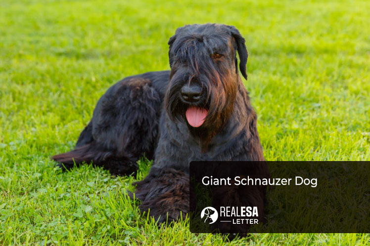 Giant Schnauzer Dog
