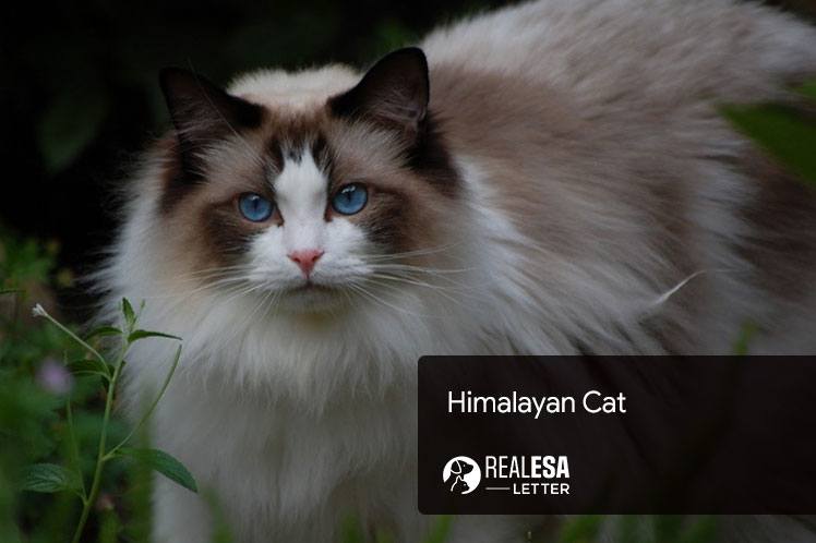 Himalayan Cat