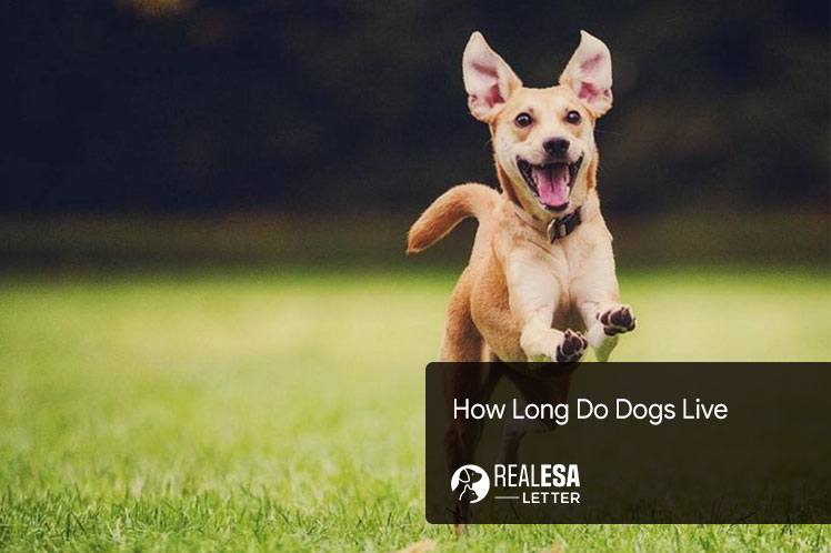 How Long Do Dogs Live; Small, Medium and Large Breeds 