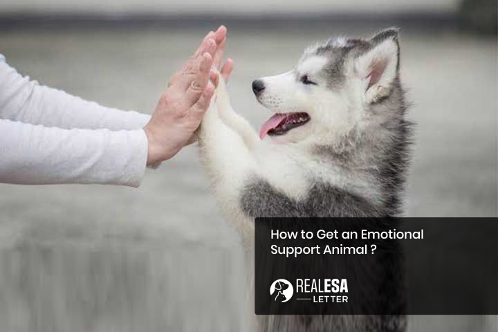 How to Get an Emotional Support Animal and an ESA Letter