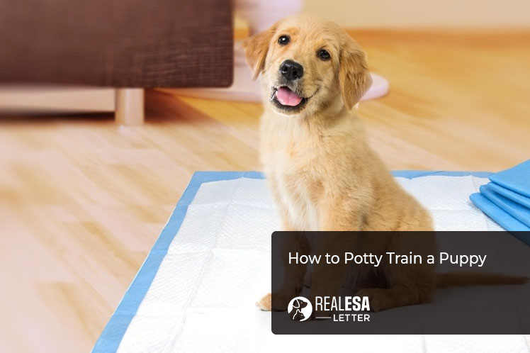 how to potty train a puppy