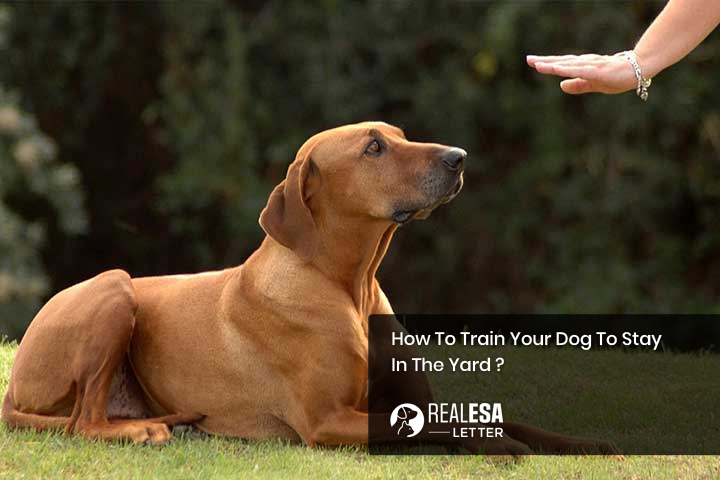 How To Train Your Dog To Stay In The Yard