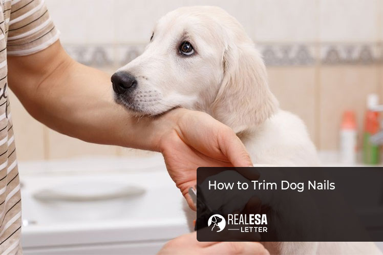 How to Trim Dog Nails Safely - Step-by-Step Directions