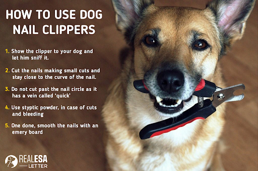 how to use dog nail clippers