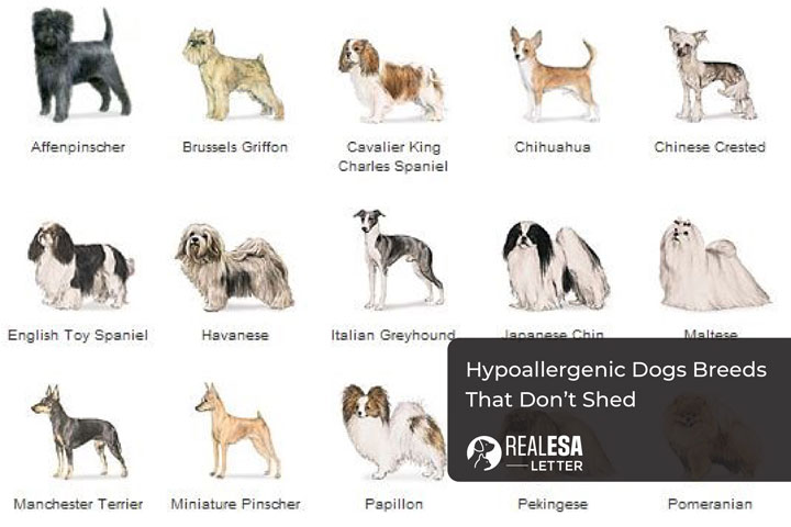 List of Hypoallergenic Dogs Breeds