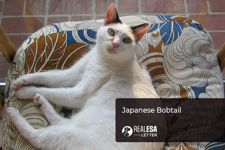 Japanese Bobtail