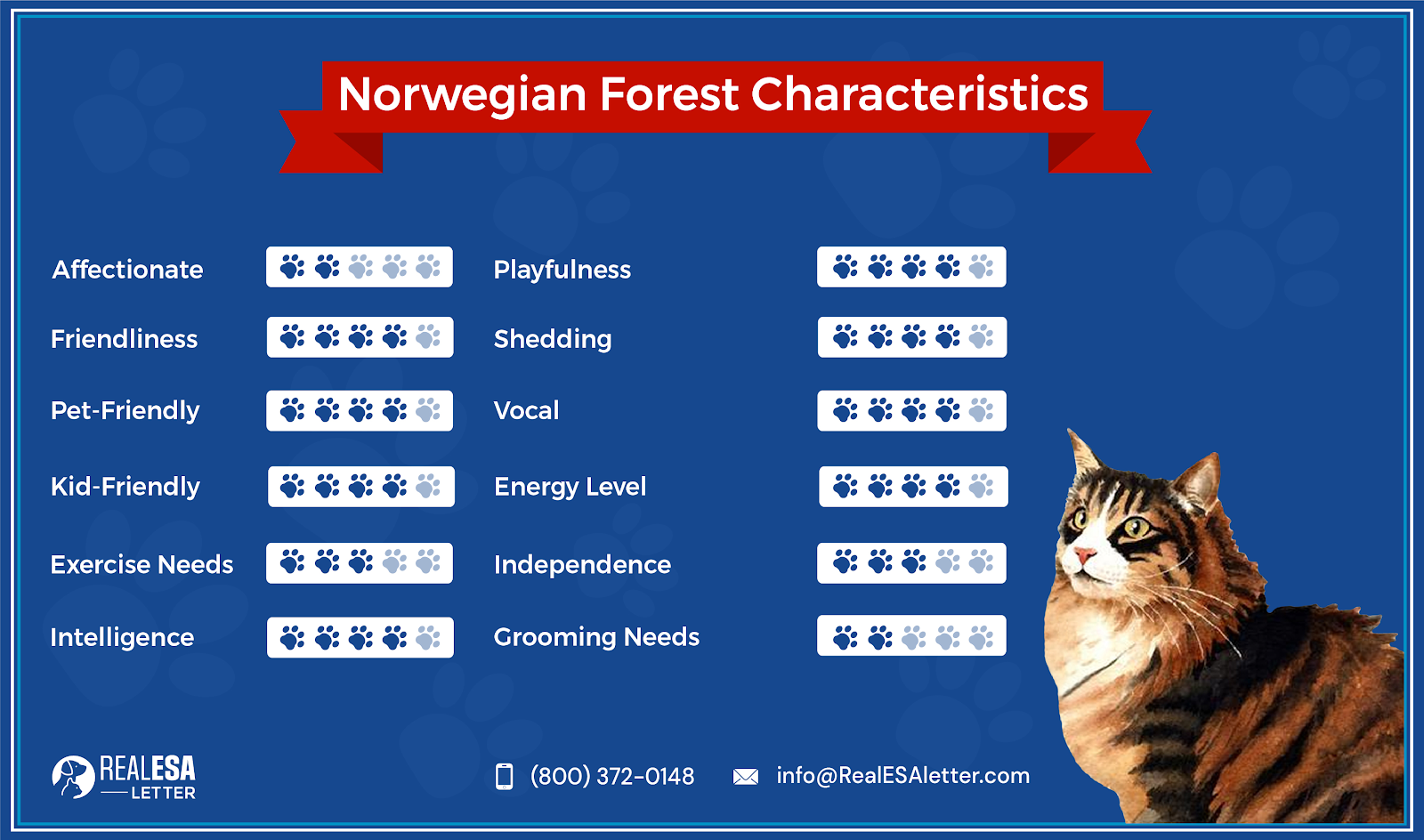 Norwegian Forest Cat Breed Characteristics