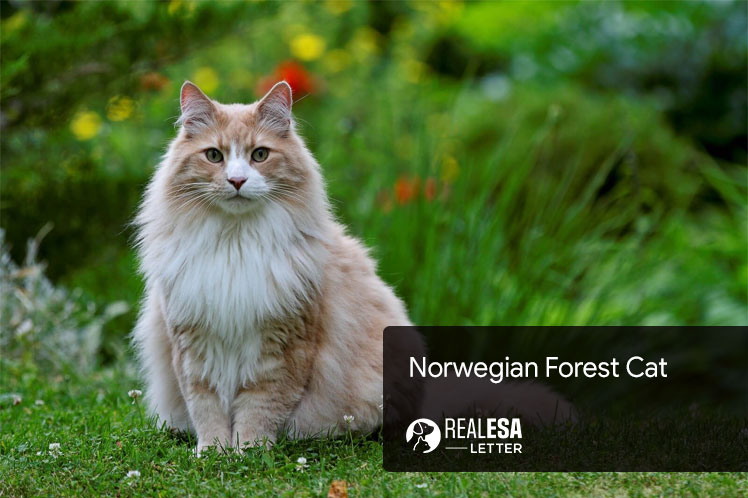 Norwegian Forest Cat: A Complete Breed Profile