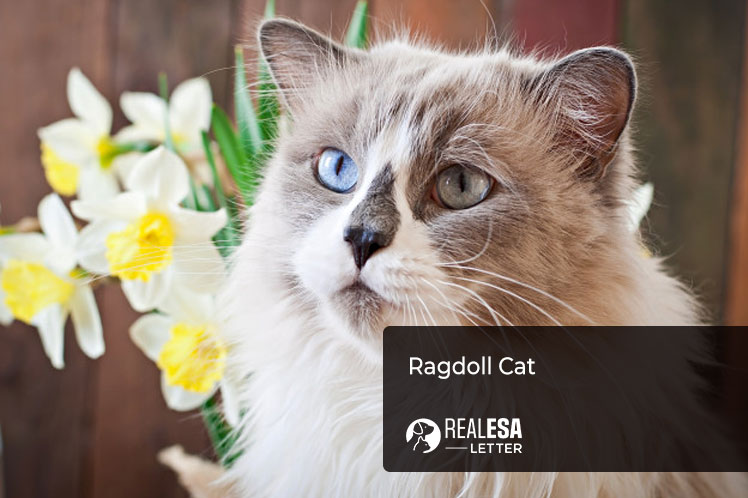 Ragdoll  Cat