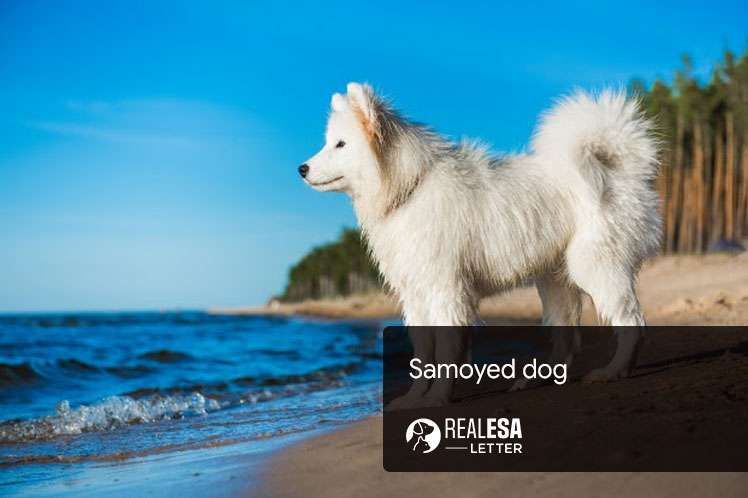 Samoyed dog