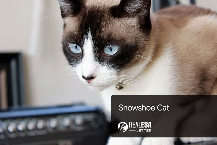 Snowshoe Cat
