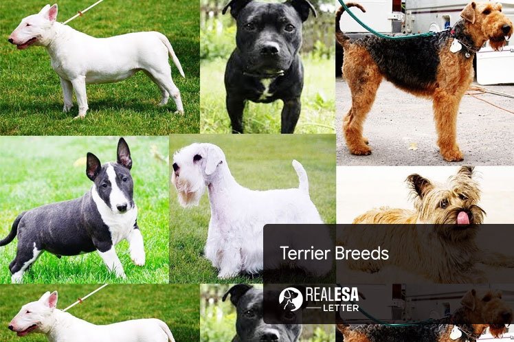 Terrier Breeds - Large, Medium and Small Sized Terrier Dogs 
