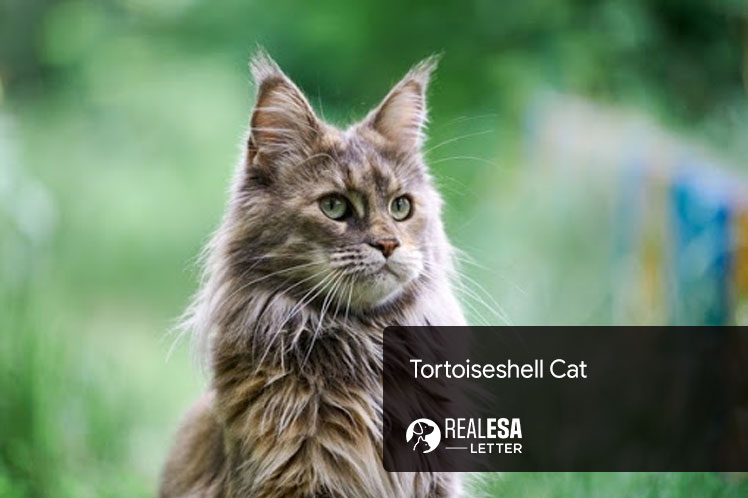 Tortoiseshell Cat