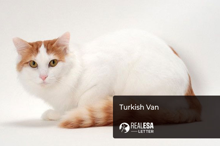 Turkish Van - Breed Profile, Characteristics, Information
